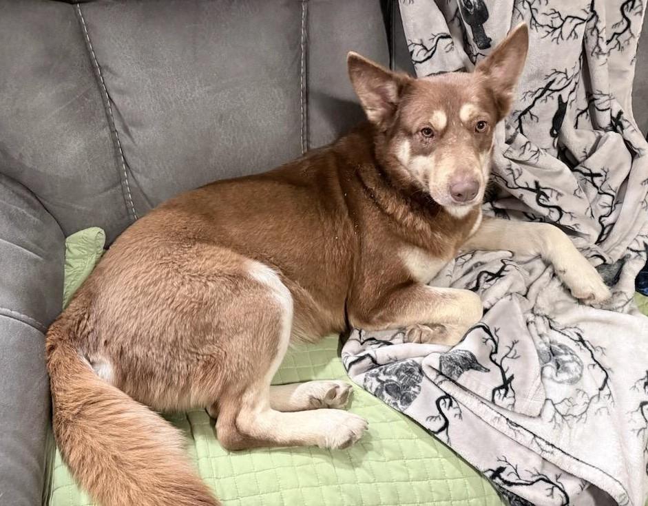 Enlarge Freya, a ADOPTABLE mixed breed in Terrell, TX image 2/4