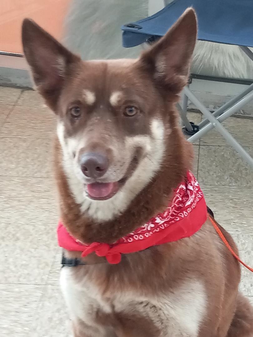 Freya, ADOPTABLE, Adult Female Husky & Mixed Breed.