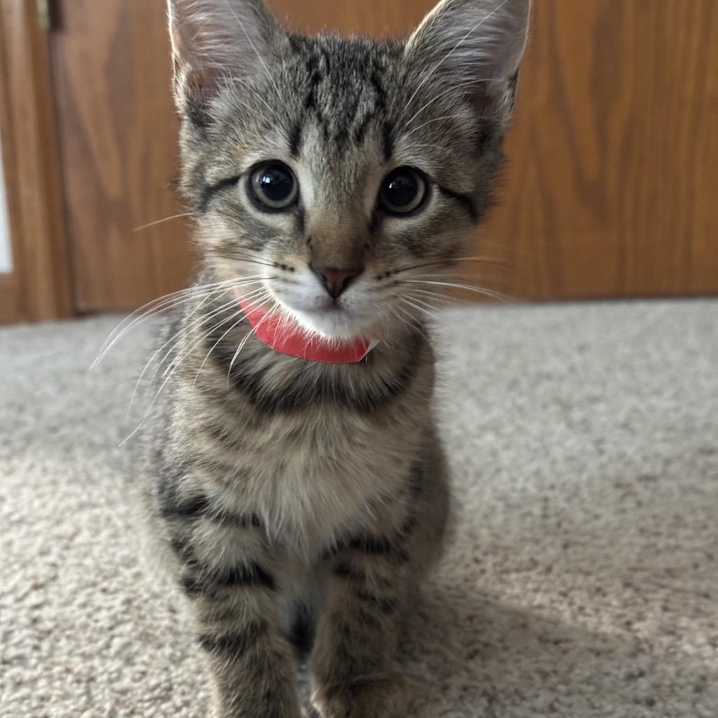 Calcifer, a Adoptable mixed breed in Fort Collins, CO image 1/2