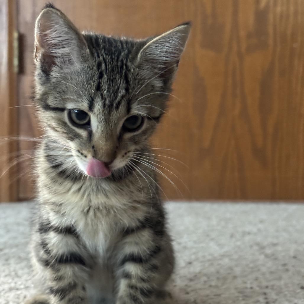 Calcifer, a Adoptable mixed breed in Fort Collins, CO image 2/2