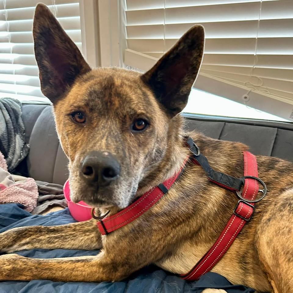 Scooby, an adoptable Mixed Breed in Edmonton, AB, T5Y 3N6 | Photo Image 3