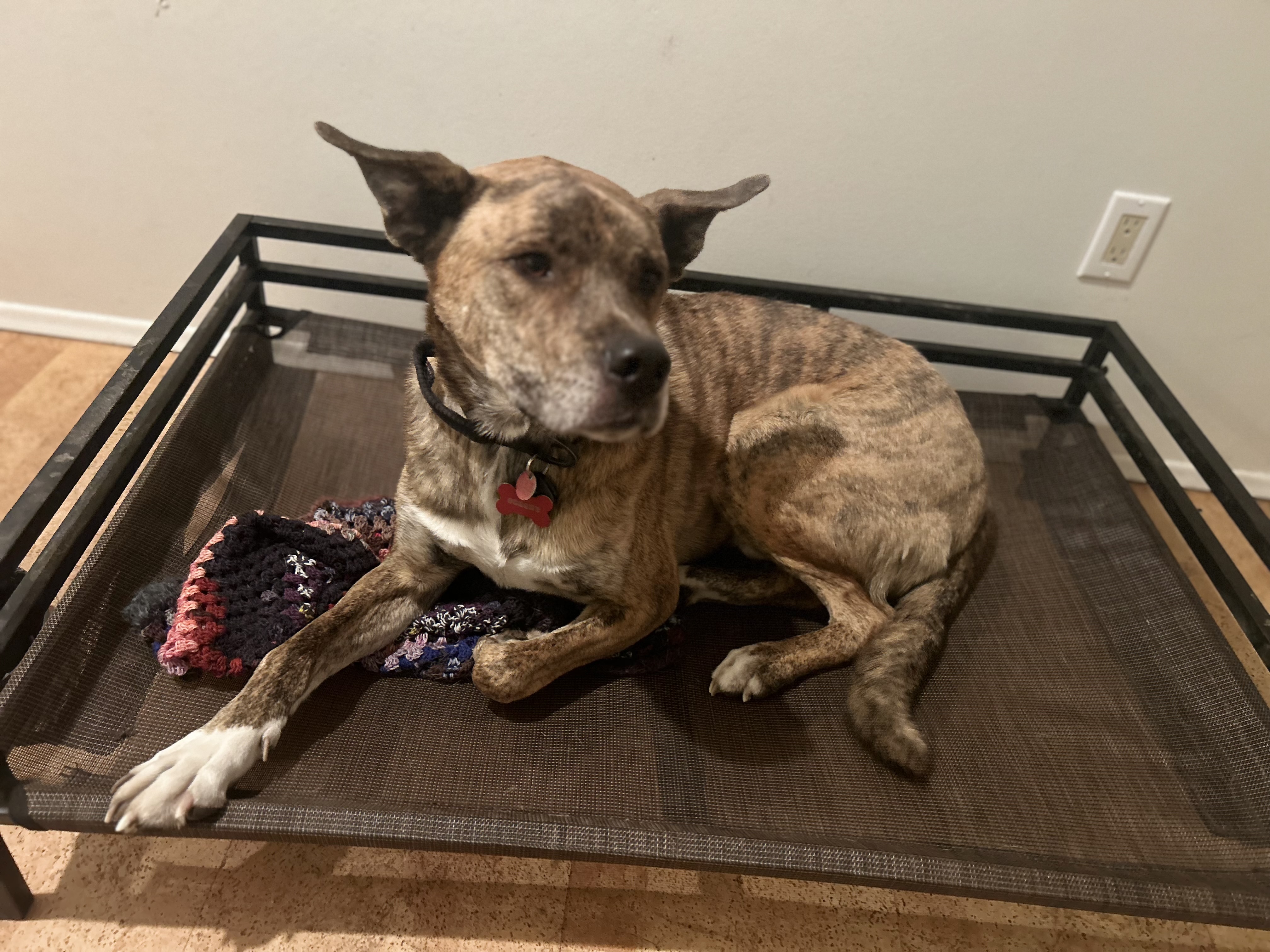 Scooby, an adoptable Mixed Breed in Edmonton, AB, T5Y 3N6 | Photo Image 2