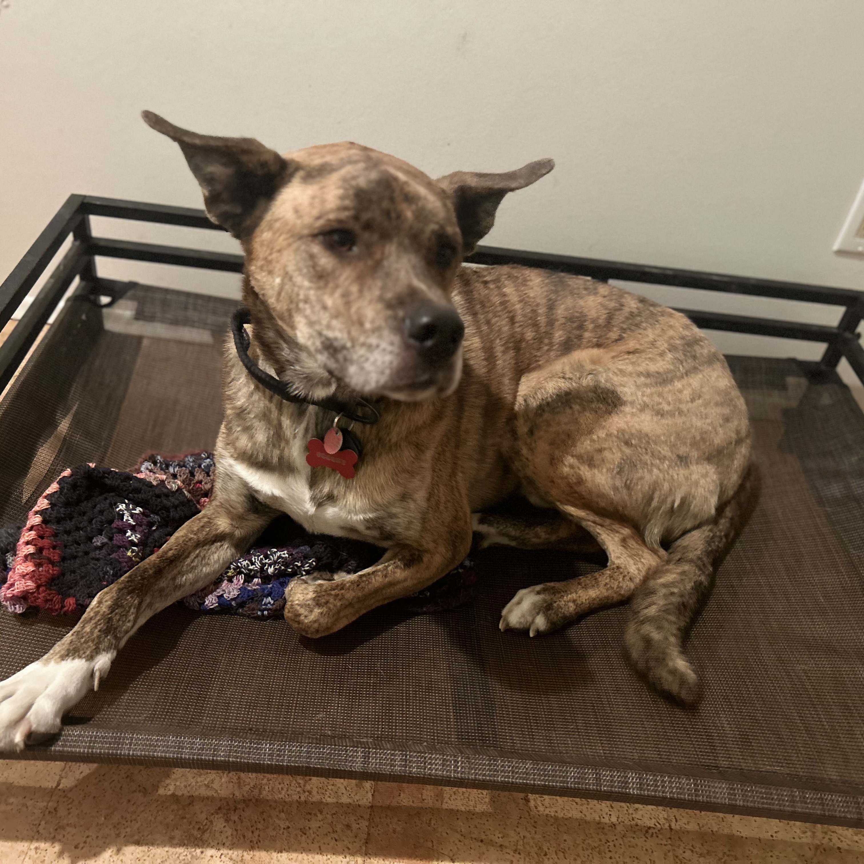 Scooby, an adoptable Mixed Breed in Edmonton, AB, T5Y 3N6 | Photo Image 2