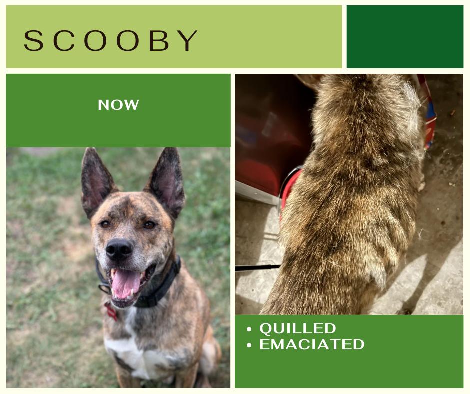 Scooby