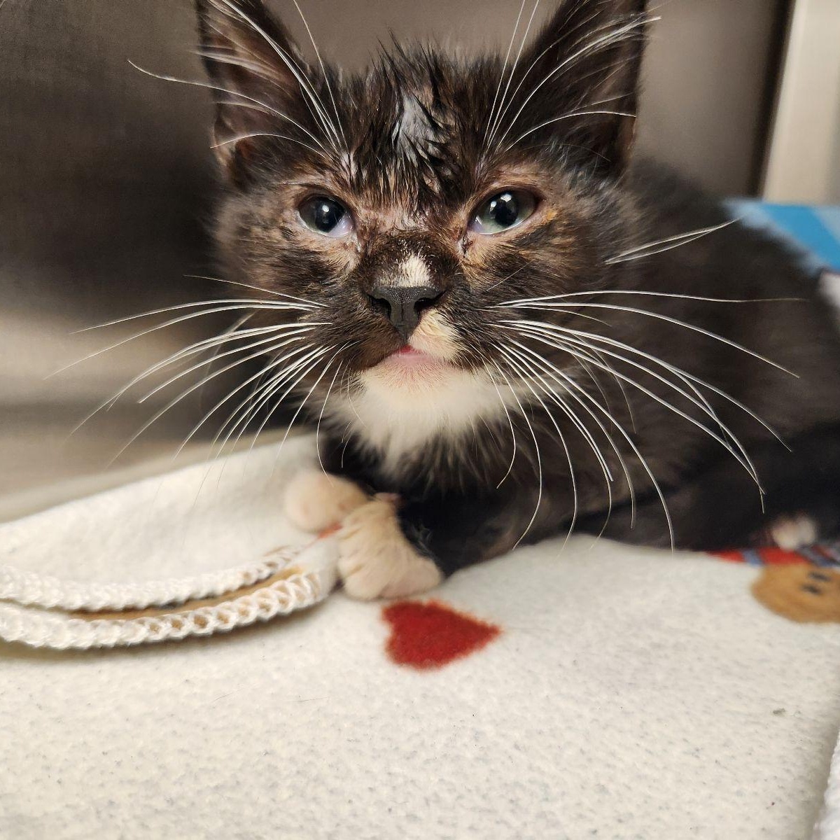 Sylvia, Adoptable, Kitten Female Domestic Short Hair.