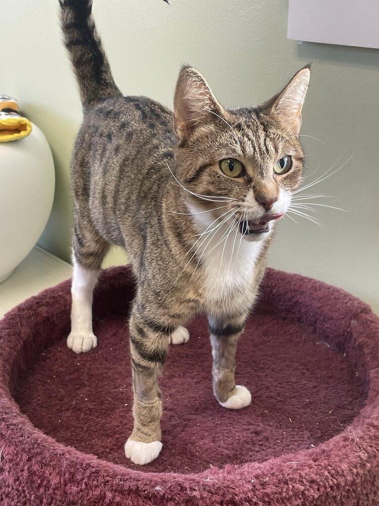 Amidala, Adoptable, Young Female Domestic Short Hair.