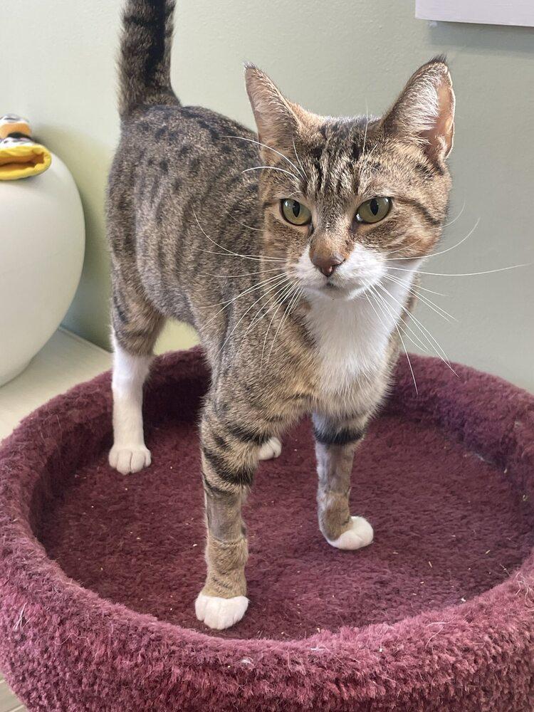 Enlarge Amidala, a Adoptable Domestic Short Hair in Trenton, ME image 2/2