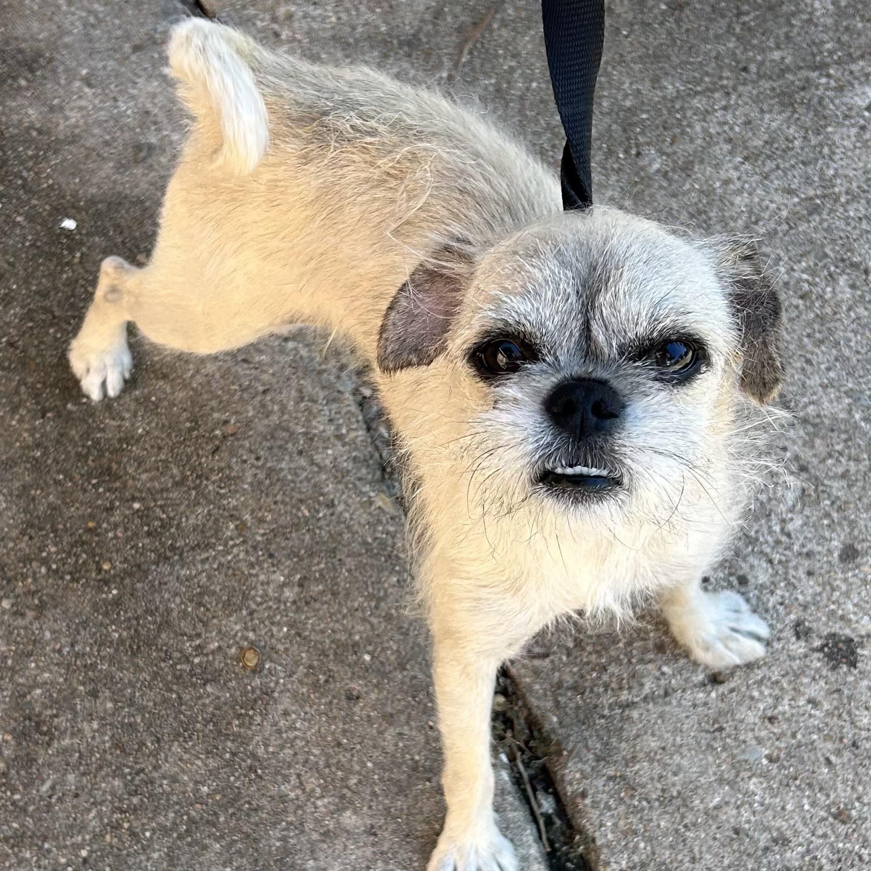 Gizmoaka The Rizzmo! thumbnail 3