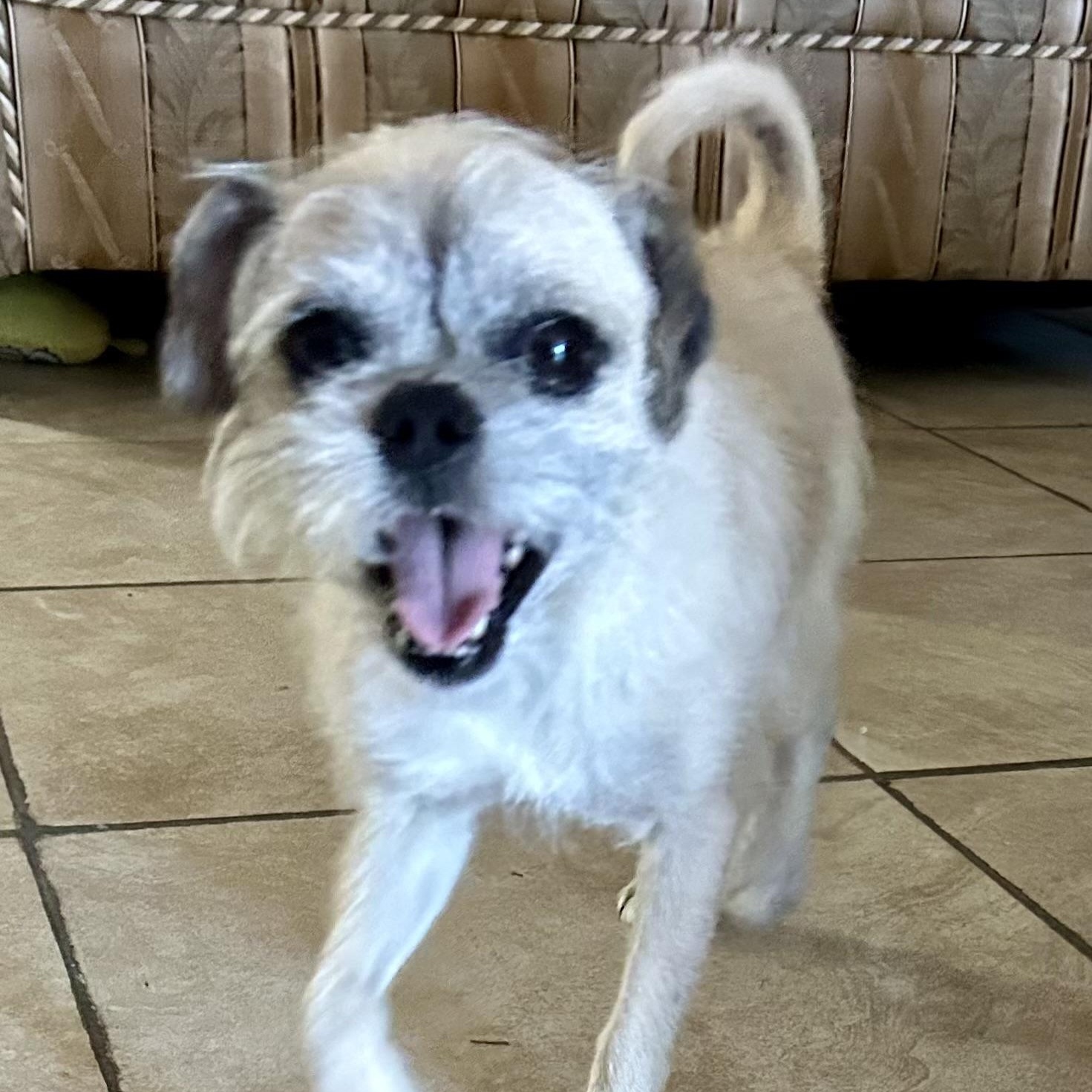 Gizmoaka The Rizzmo! thumbnail 6