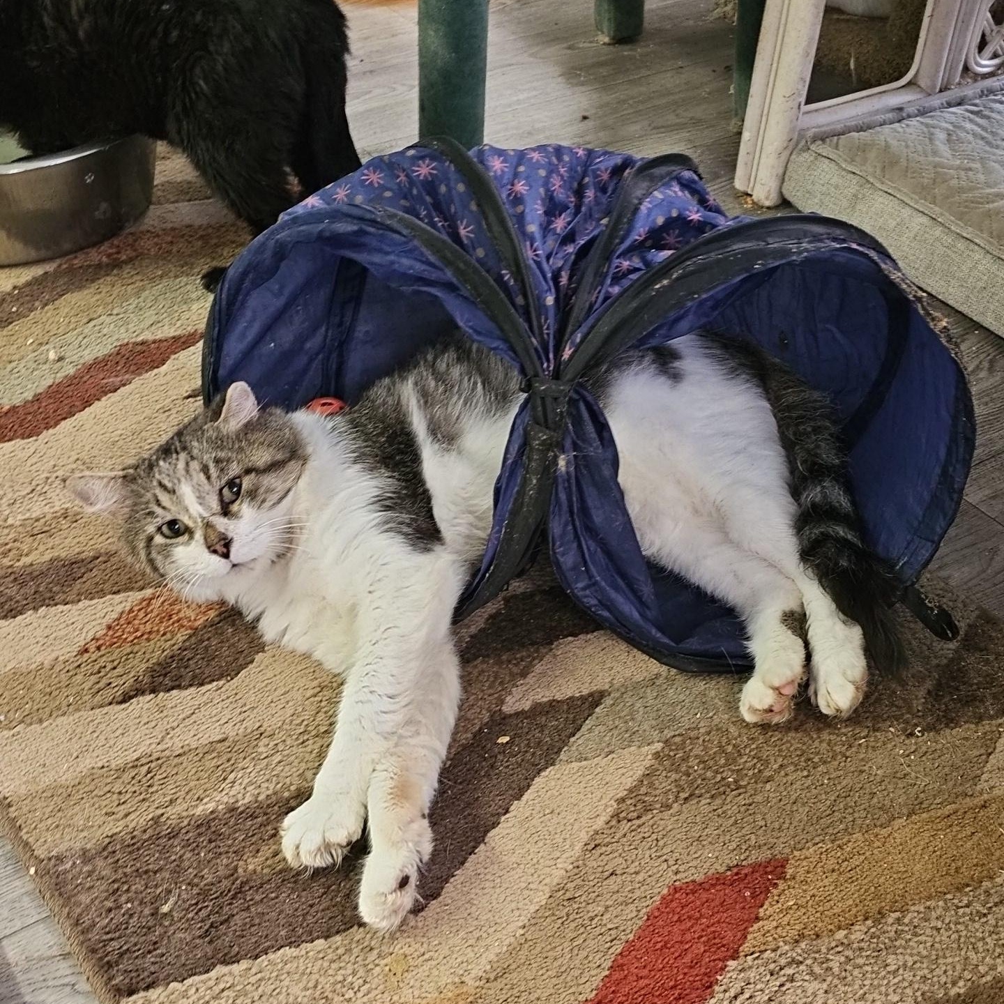 Steel, a Adoptable Domestic Medium Hair in Pardeeville, WI image 2/6