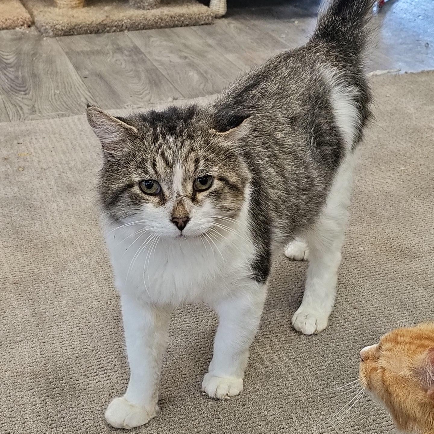 Steel, a Adoptable Domestic Medium Hair in Pardeeville, WI image 4/6