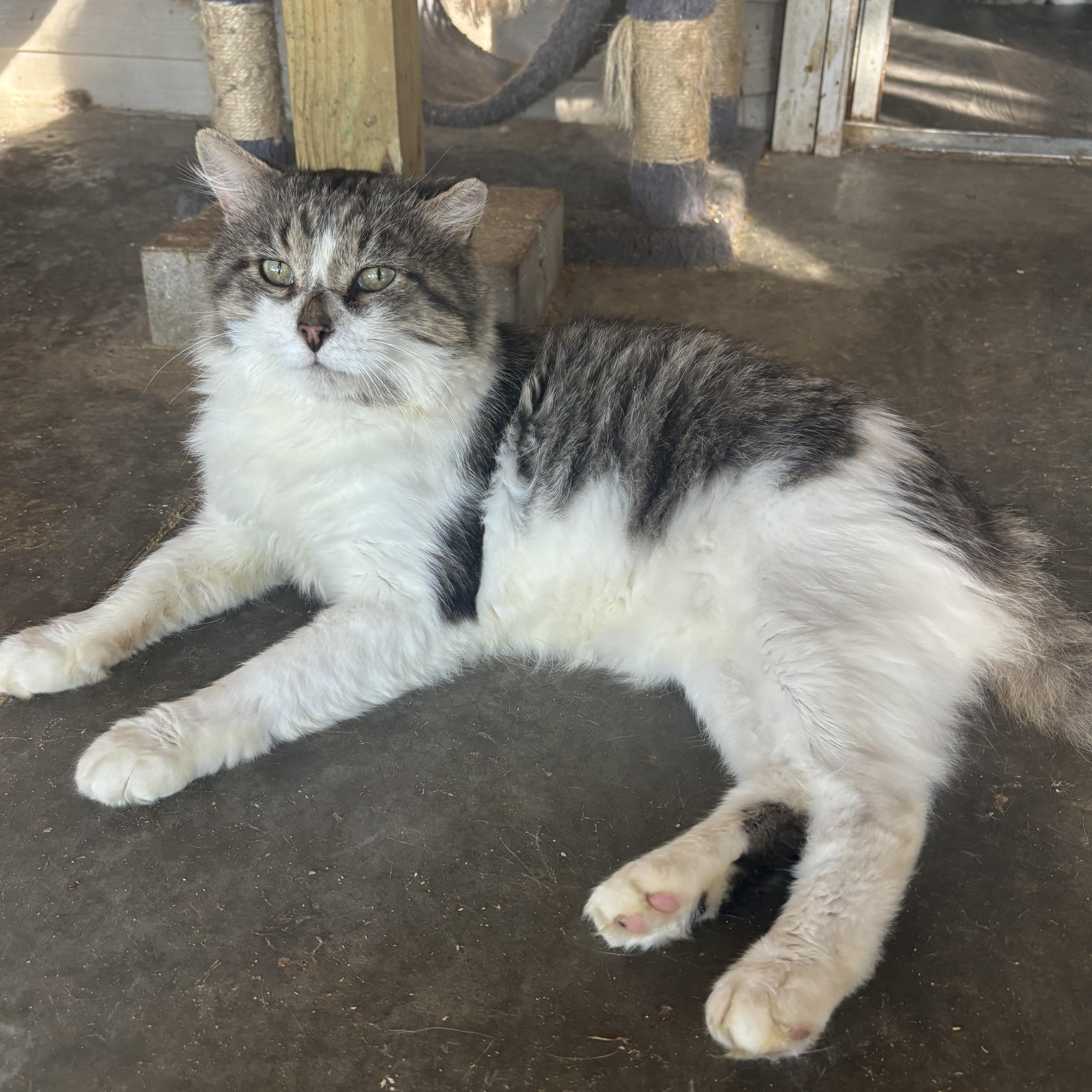 Steel, a Adoptable Domestic Medium Hair in Pardeeville, WI image 5/6