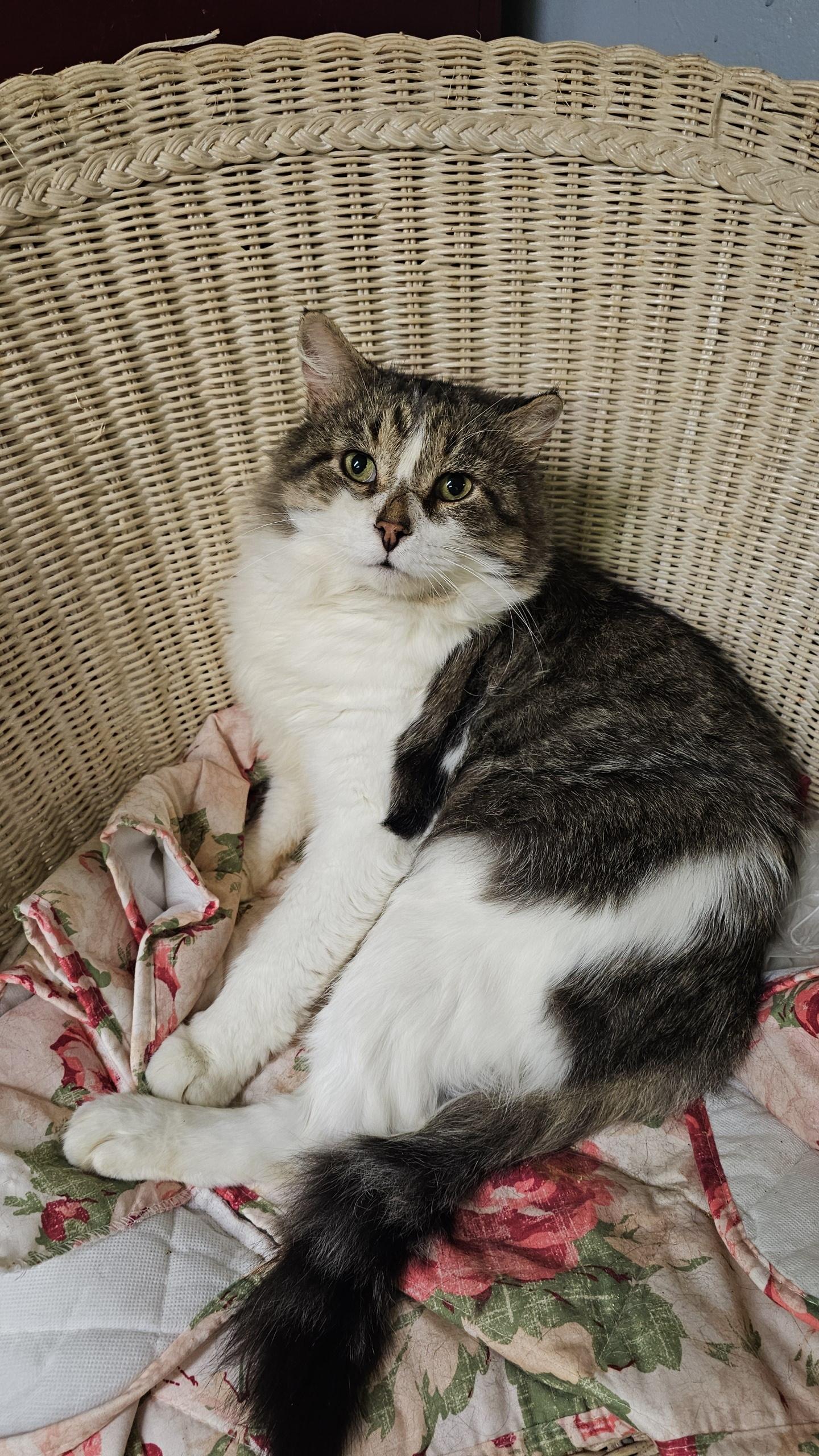 Steel, Adoptable, Adult Male Domestic Medium Hair.