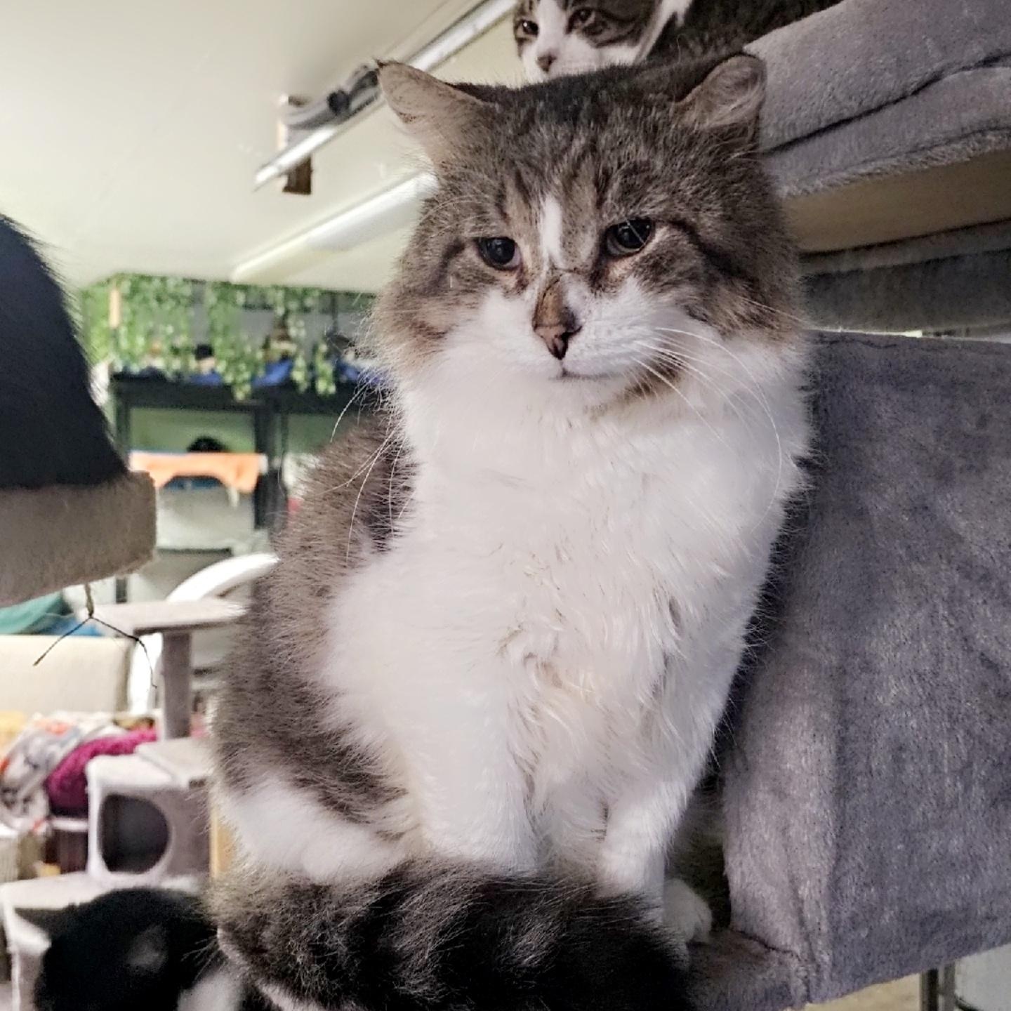 Steel, Adoptable, Adult Male Domestic Medium Hair.