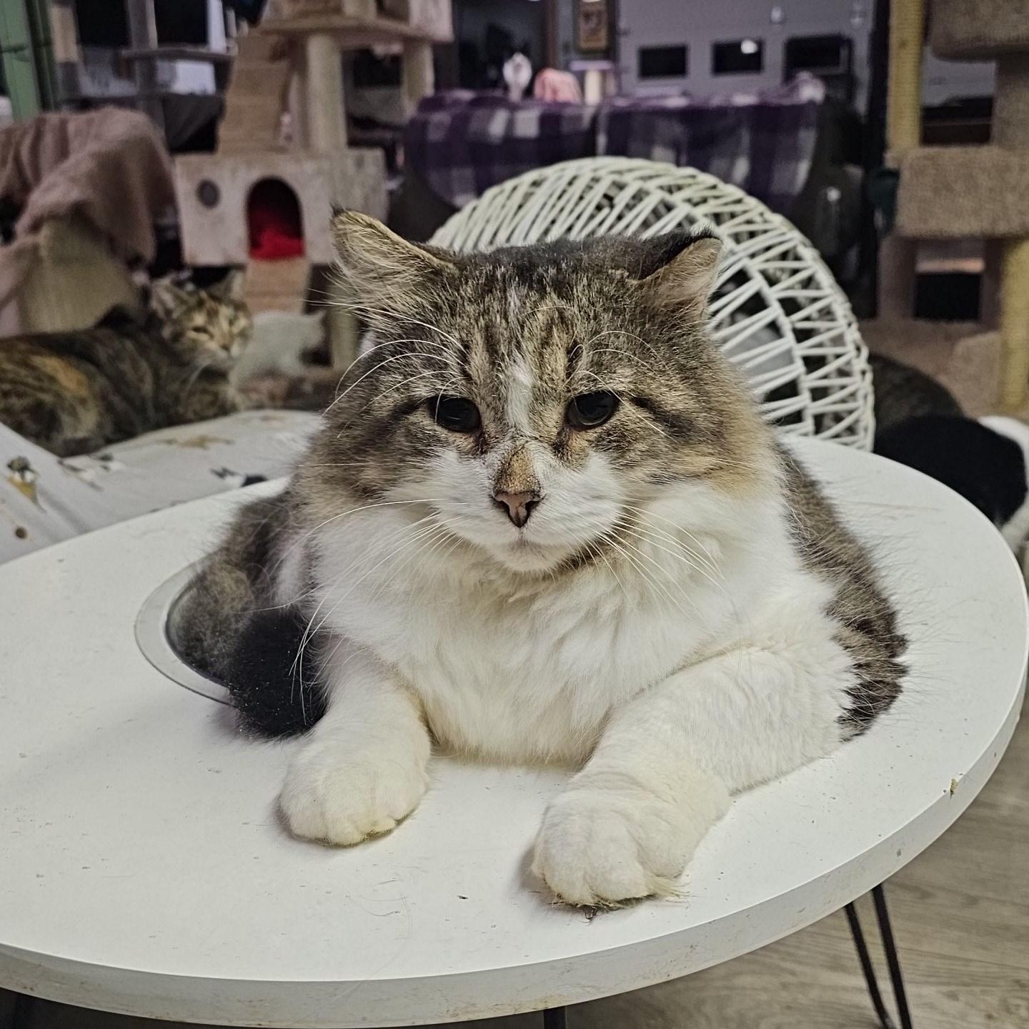 Steel, Adoptable, Adult Male Domestic Medium Hair.