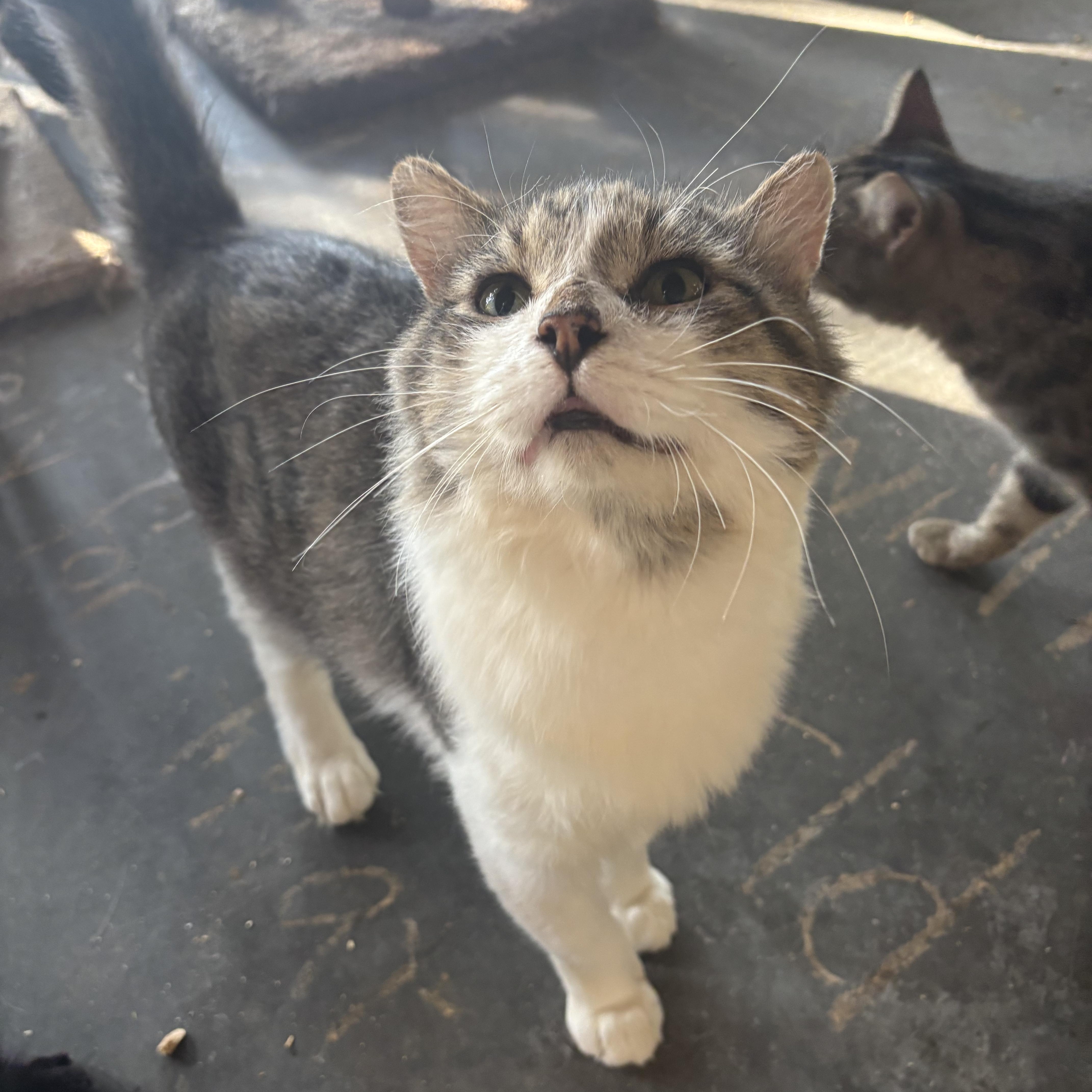 Steel, a Adoptable Domestic Medium Hair in Pardeeville, WI image 6/6