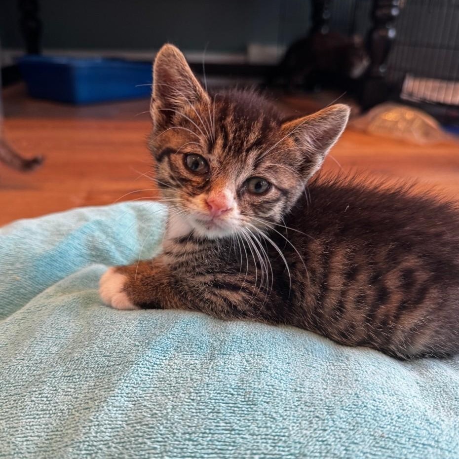 Noodle, ADOPTABLE, Kitten Male Domestic Short Hair & Tabby.