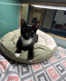 Bonnie, Adoptable, Young Female Domestic Short Hair.