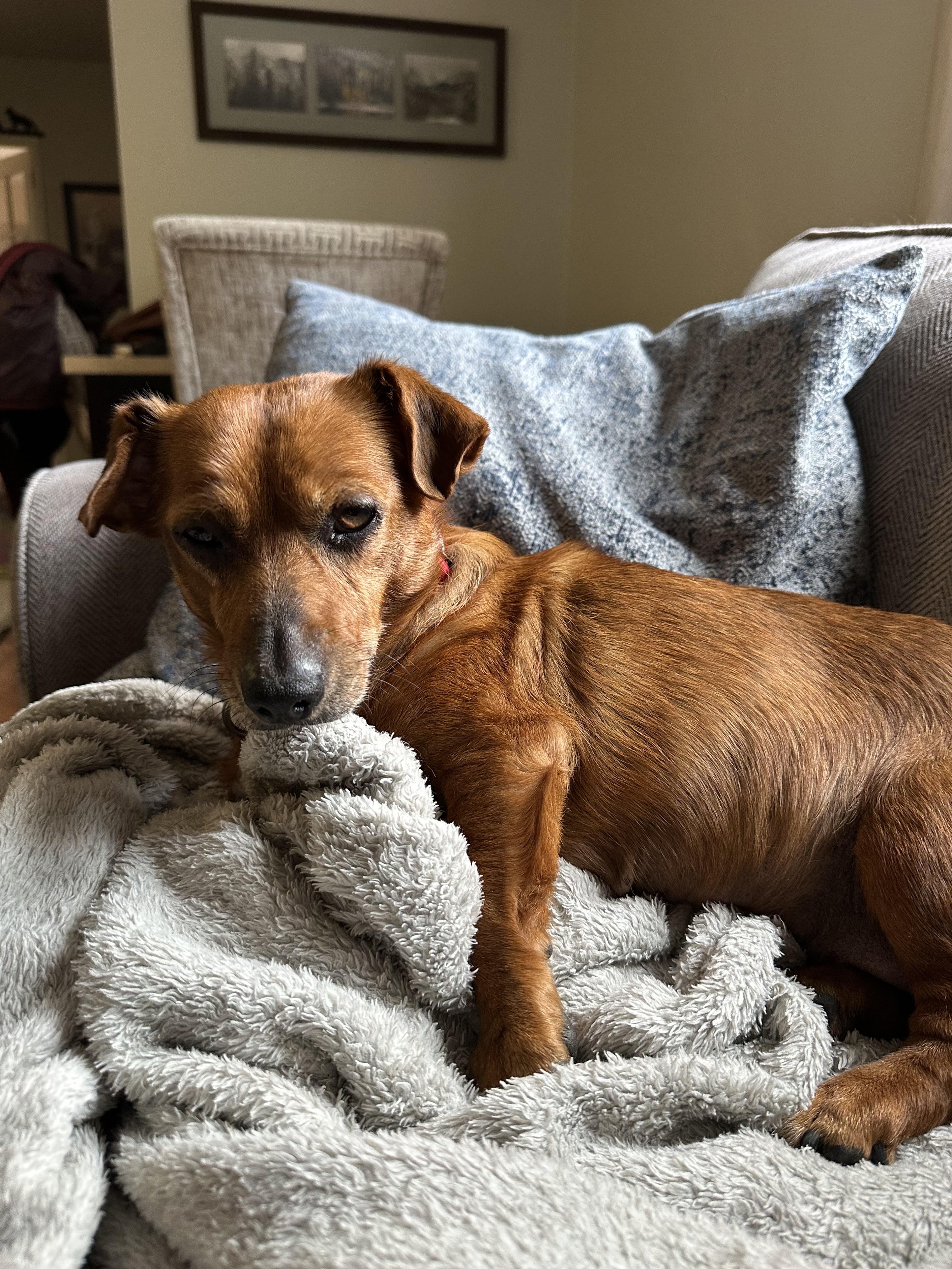 Enlarge Leewee, an adopted Dachshund in Harrison, NY image 1/3