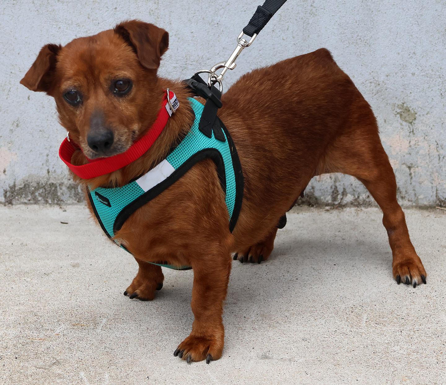 Enlarge Leewee, an adopted Dachshund in Harrison, NY image 3/3