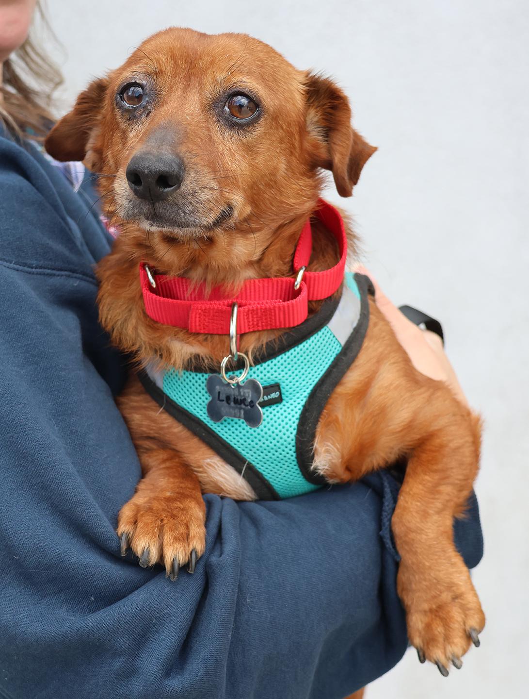 Enlarge Leewee, an adopted Dachshund in Harrison, NY image 2/3