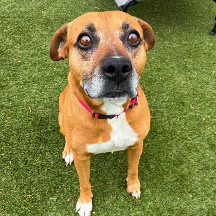 Kell, a Adoptable mixed breed in Gastonia, NC image 1/5