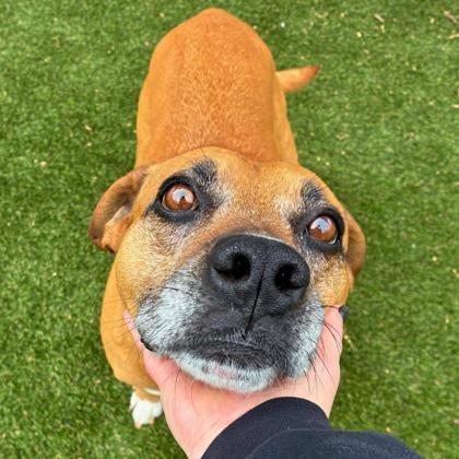 Kell, a Adoptable mixed breed in Gastonia, NC image 5/5