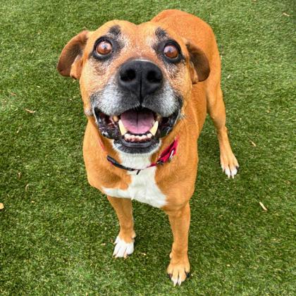 Enlarge Kell, a Adoptable mixed breed in Gastonia, NC image 3/3