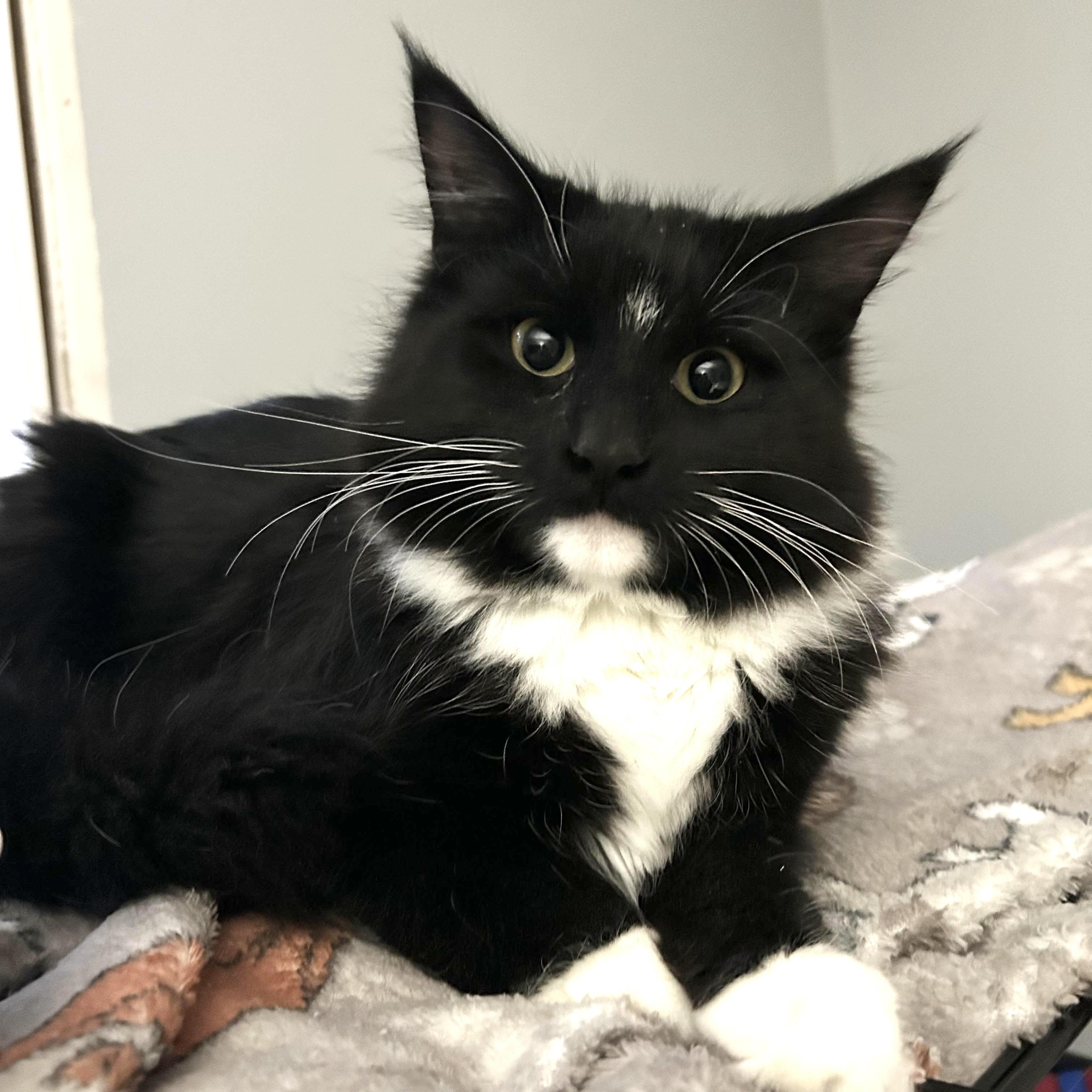 Millicent (Millie), adopted, Kitten Female Maine Coon & Domestic Short Hair.