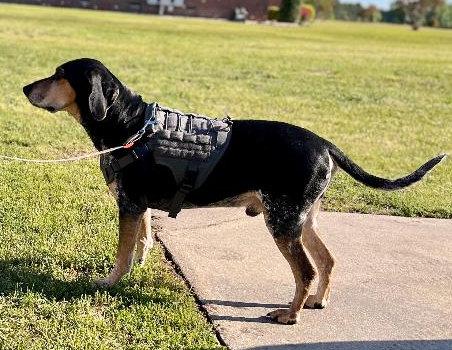 Enlarge Buddy (NC), a Adoptable Bluetick Coonhound in Williamsburg, VA image 4/6