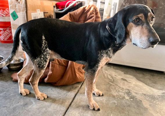 Enlarge Buddy (NC), a Adoptable Bluetick Coonhound in Williamsburg, VA image 1/6