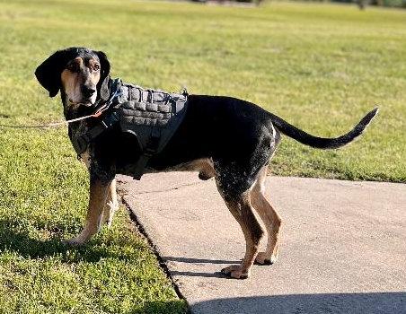 Enlarge Buddy (NC), a Adoptable Bluetick Coonhound in Williamsburg, VA image 3/6