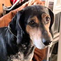 Enlarge Buddy (NC), a Adoptable Bluetick Coonhound in Williamsburg, VA image 1/6