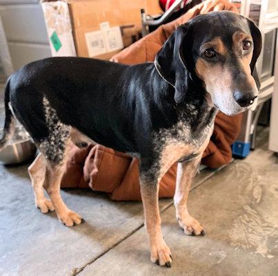Enlarge Buddy (NC), a Adoptable Bluetick Coonhound in Williamsburg, VA image 5/6