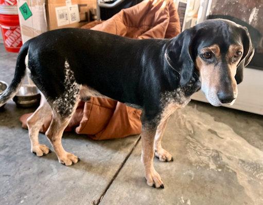 Enlarge Buddy (NC), a Adoptable Bluetick Coonhound in Williamsburg, VA image 6/6