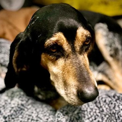 Enlarge Buddy (NC), a Adoptable Bluetick Coonhound in Williamsburg, VA image 2/6