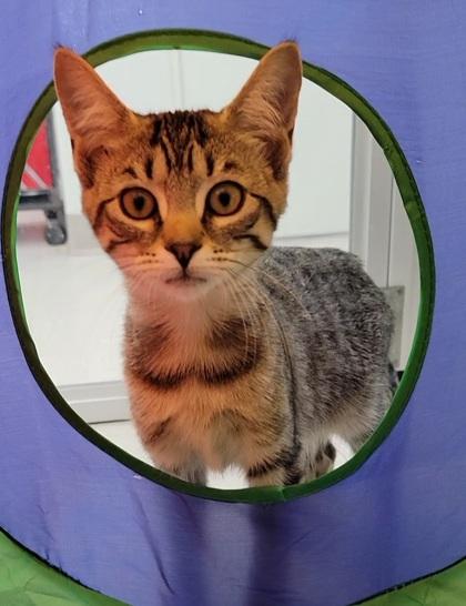 Gary, a Adoptable mixed breed in Elmira, NY image 2/2