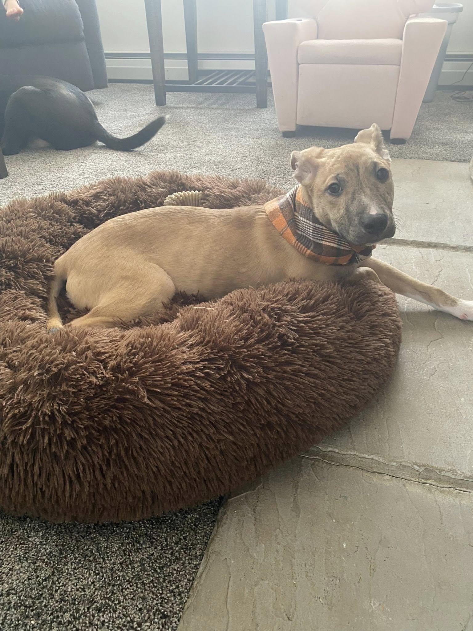 Enlarge Flurry, an adopted mixed breed in Breinigsville, PA image 3/5