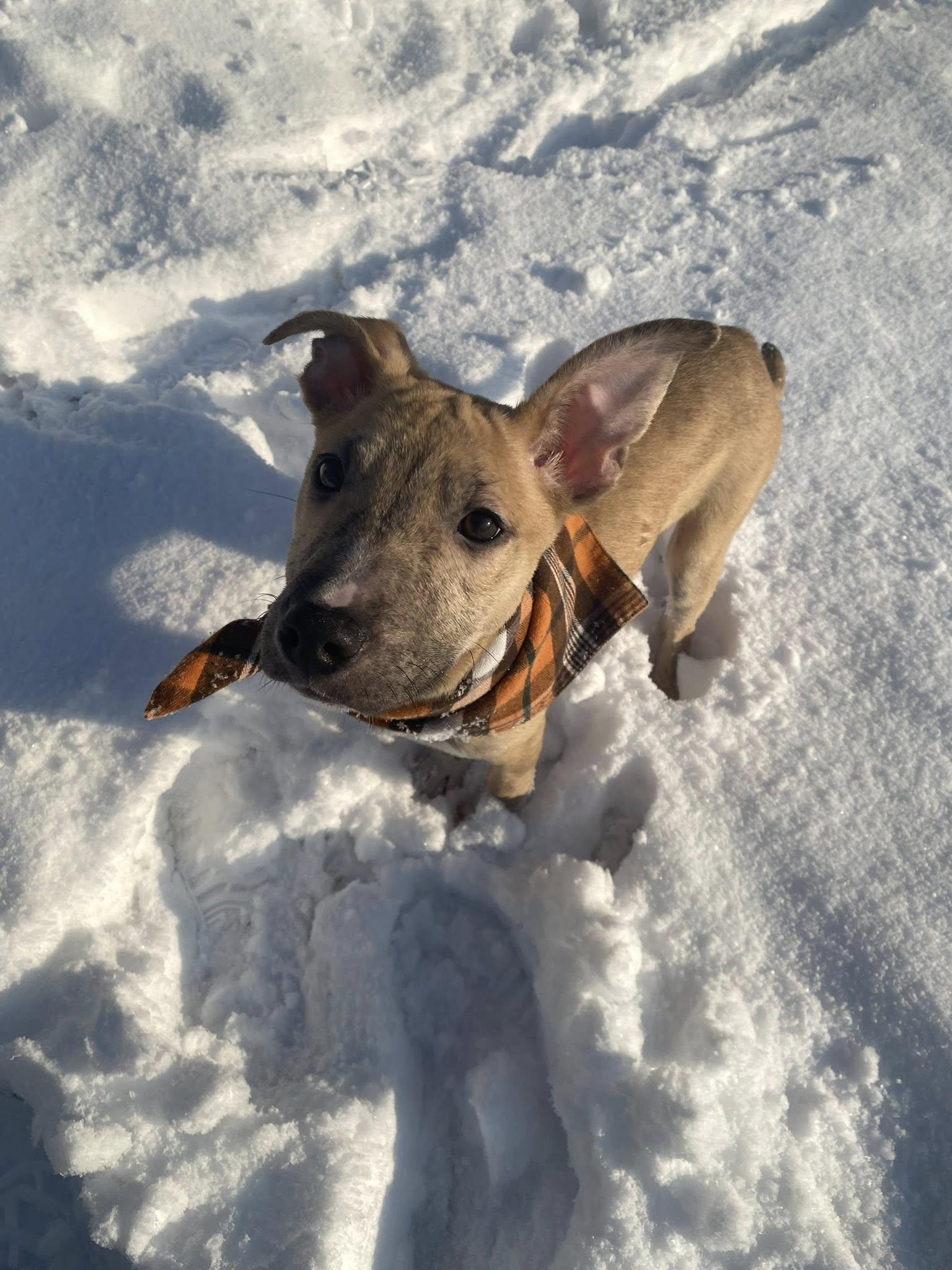 Enlarge Flurry, an adopted mixed breed in Breinigsville, PA image 2/5
