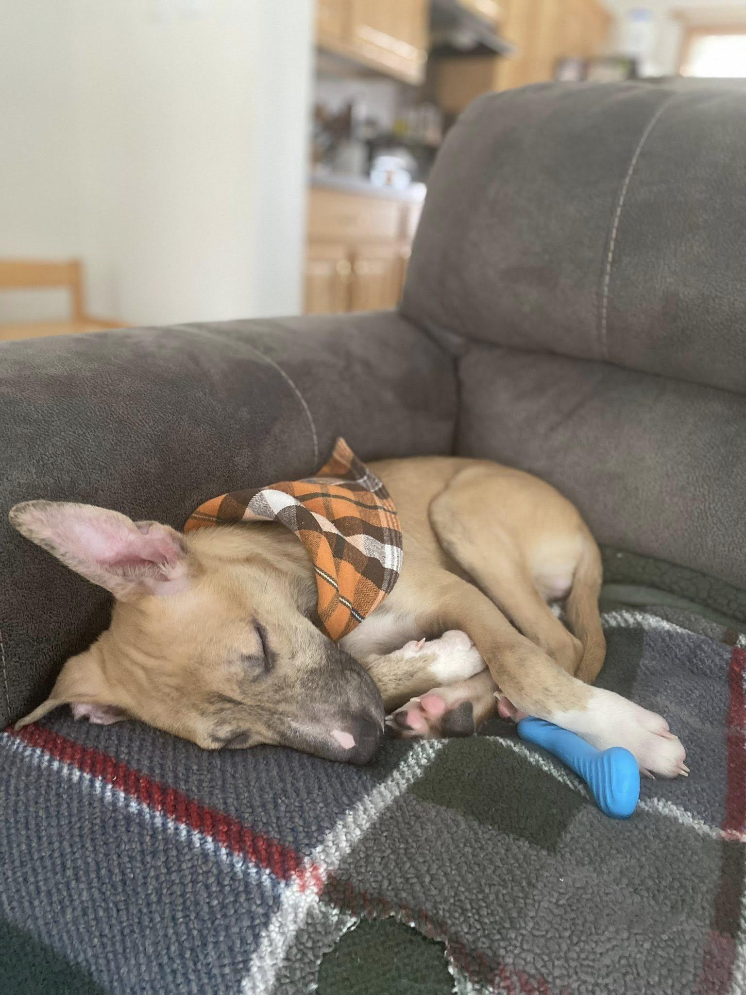 Enlarge Flurry, an adopted mixed breed in Breinigsville, PA image 5/5