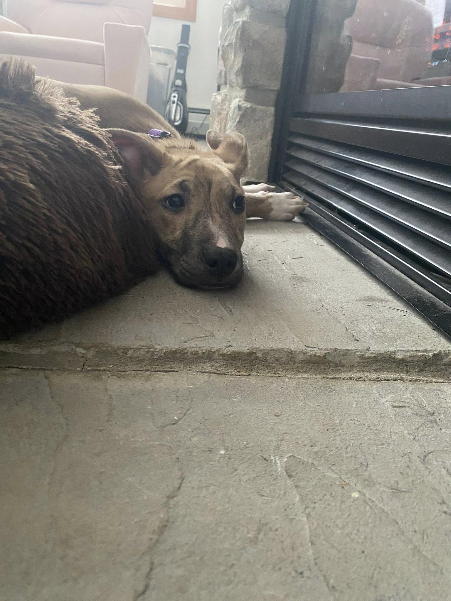 Enlarge Flurry, an adopted mixed breed in Breinigsville, PA image 4/5