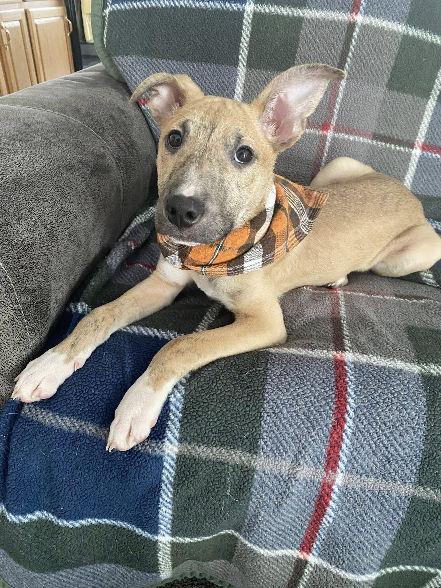 Enlarge Flurry, an adopted mixed breed in Breinigsville, PA image 1/5