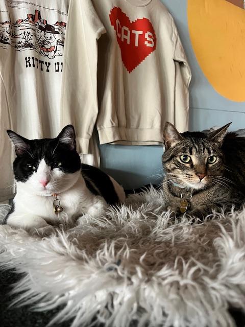 Enlarge Hitachi, a ADOPTABLE Domestic Short Hair in Denver, CO image 2/3