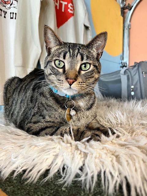 Enlarge Hitachi, a ADOPTABLE Domestic Short Hair in Denver, CO image 1/3