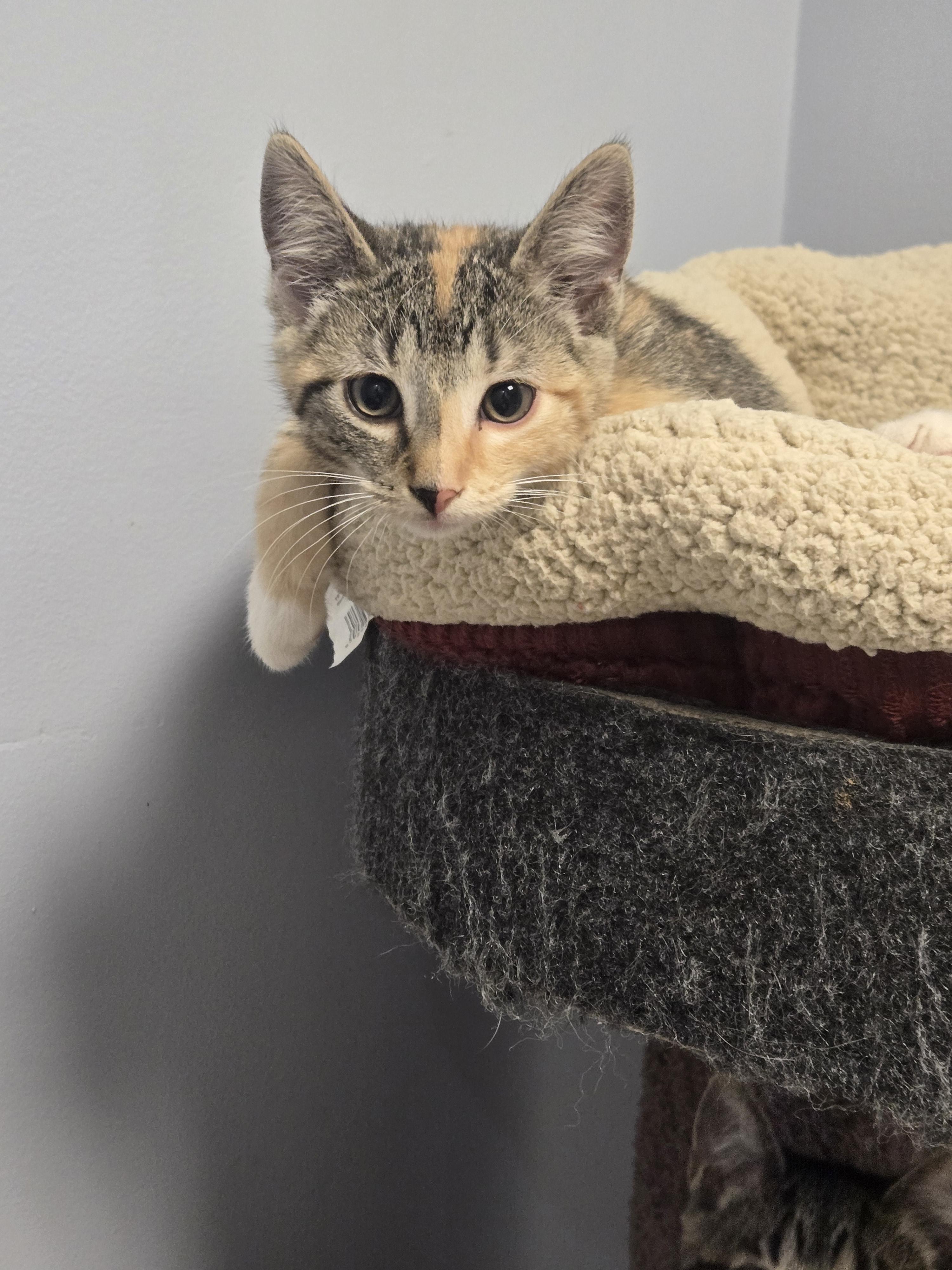 Hazel