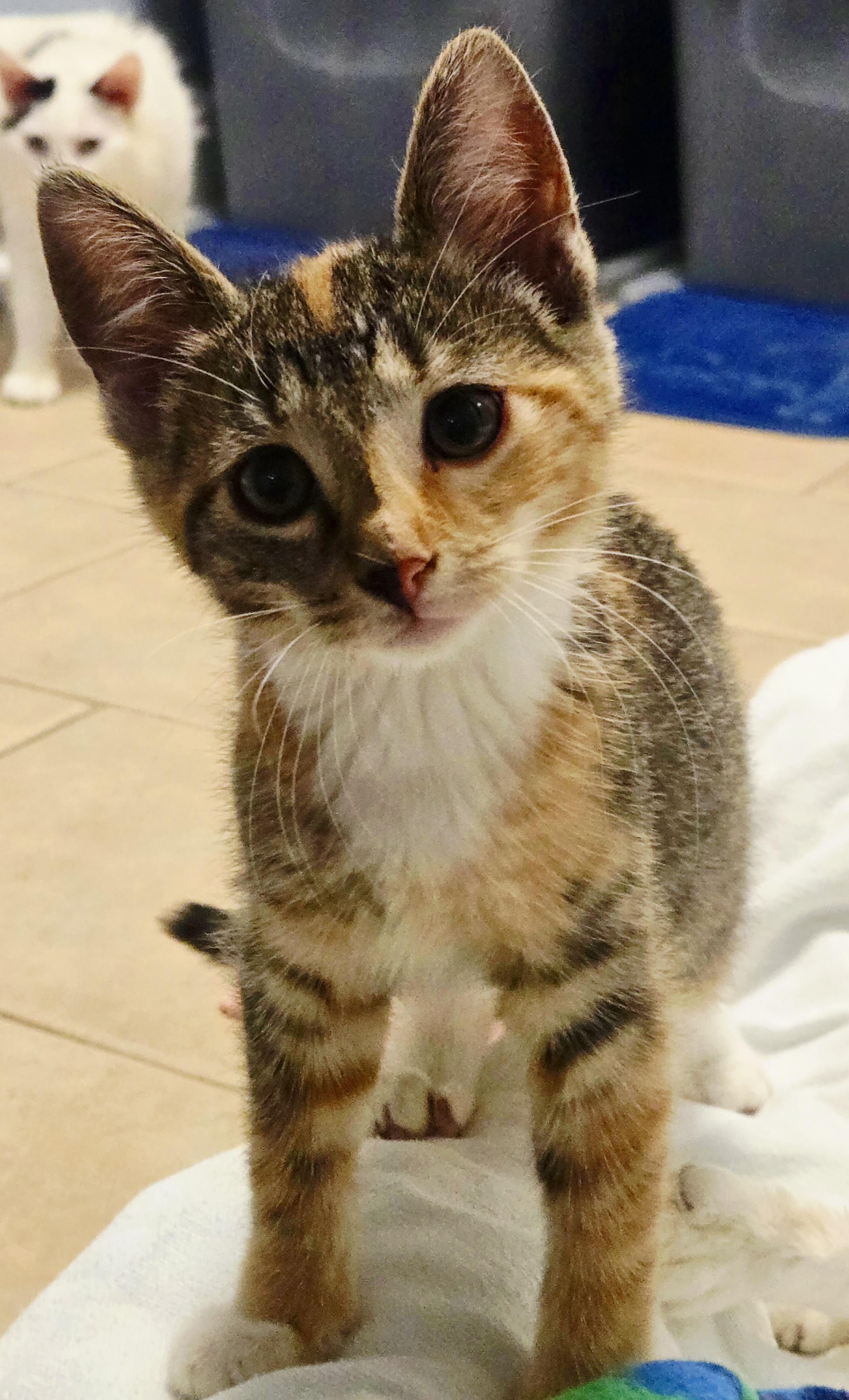 Hazel