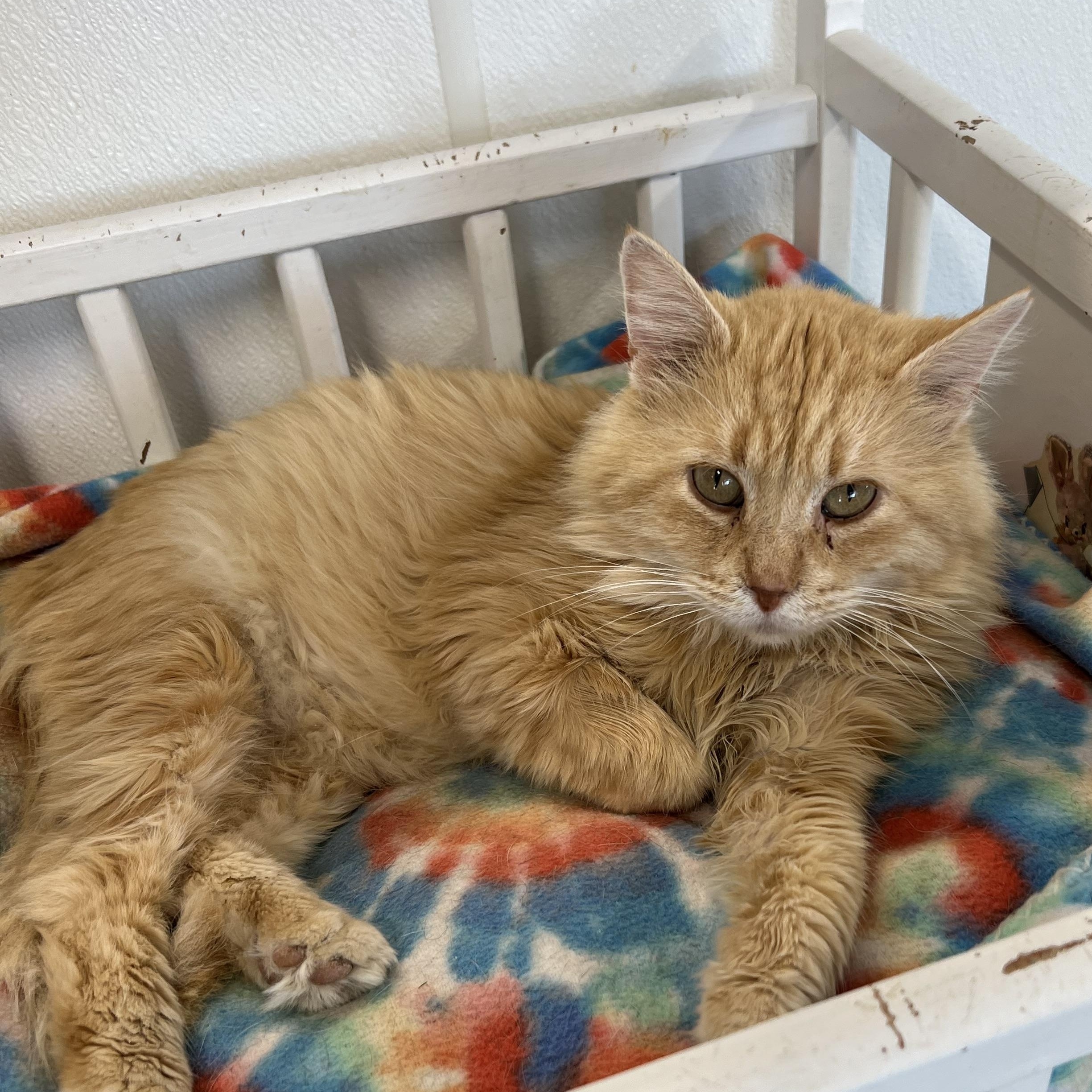 Enlarge Charles (FIV+), a Adoptable mixed breed in Spencer, IA image 1/1