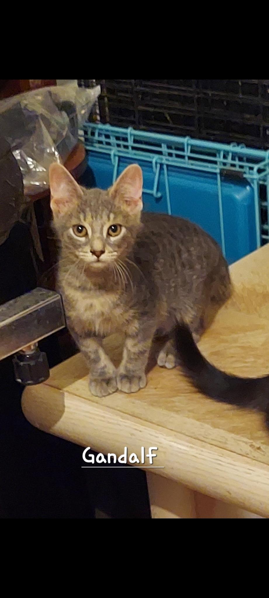 Gandalf, ADOPTABLE, Kitten Male Domestic Short Hair.