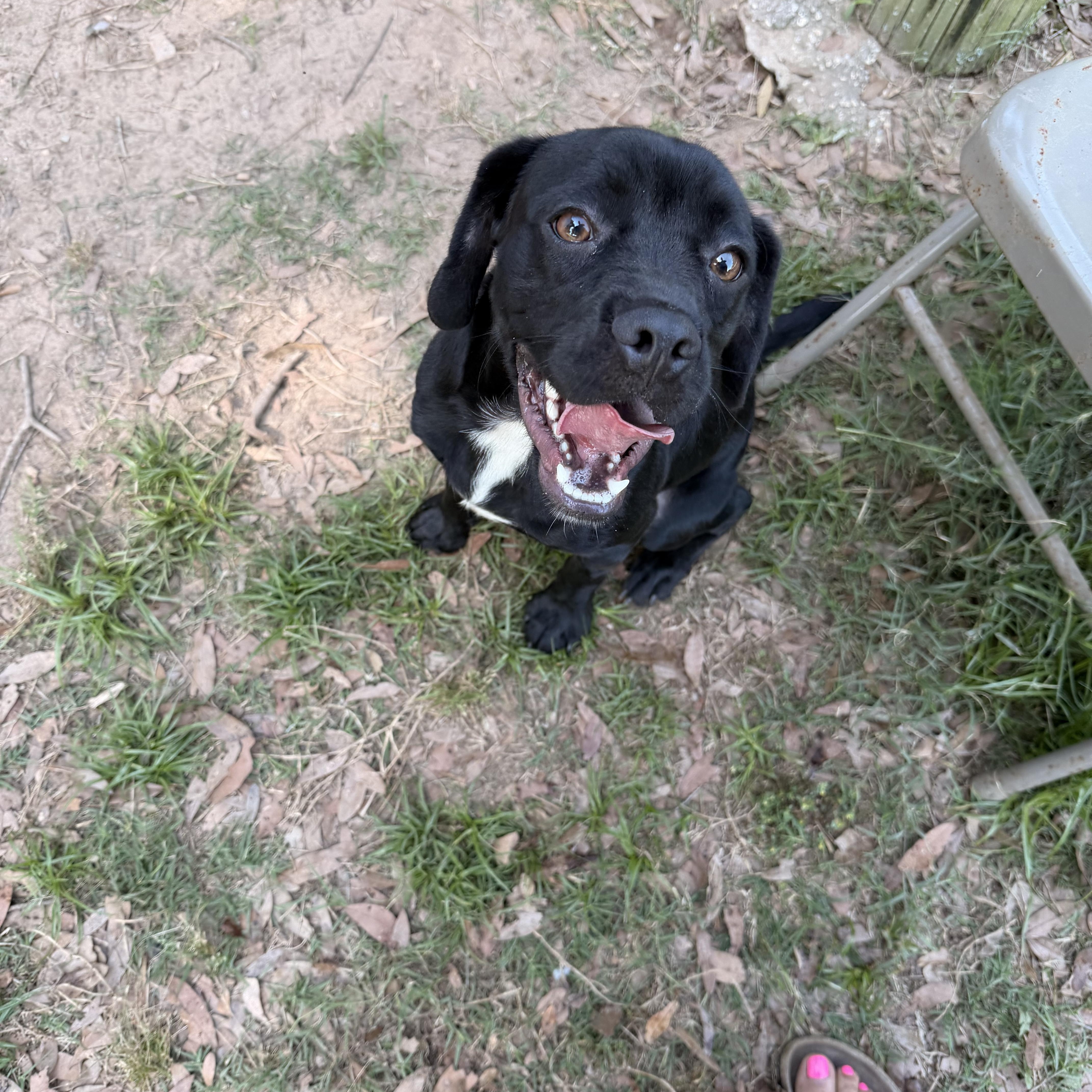 Enlarge Smokey, a ADOPTABLE mixed breed in South Amboy, NJ image 5/5