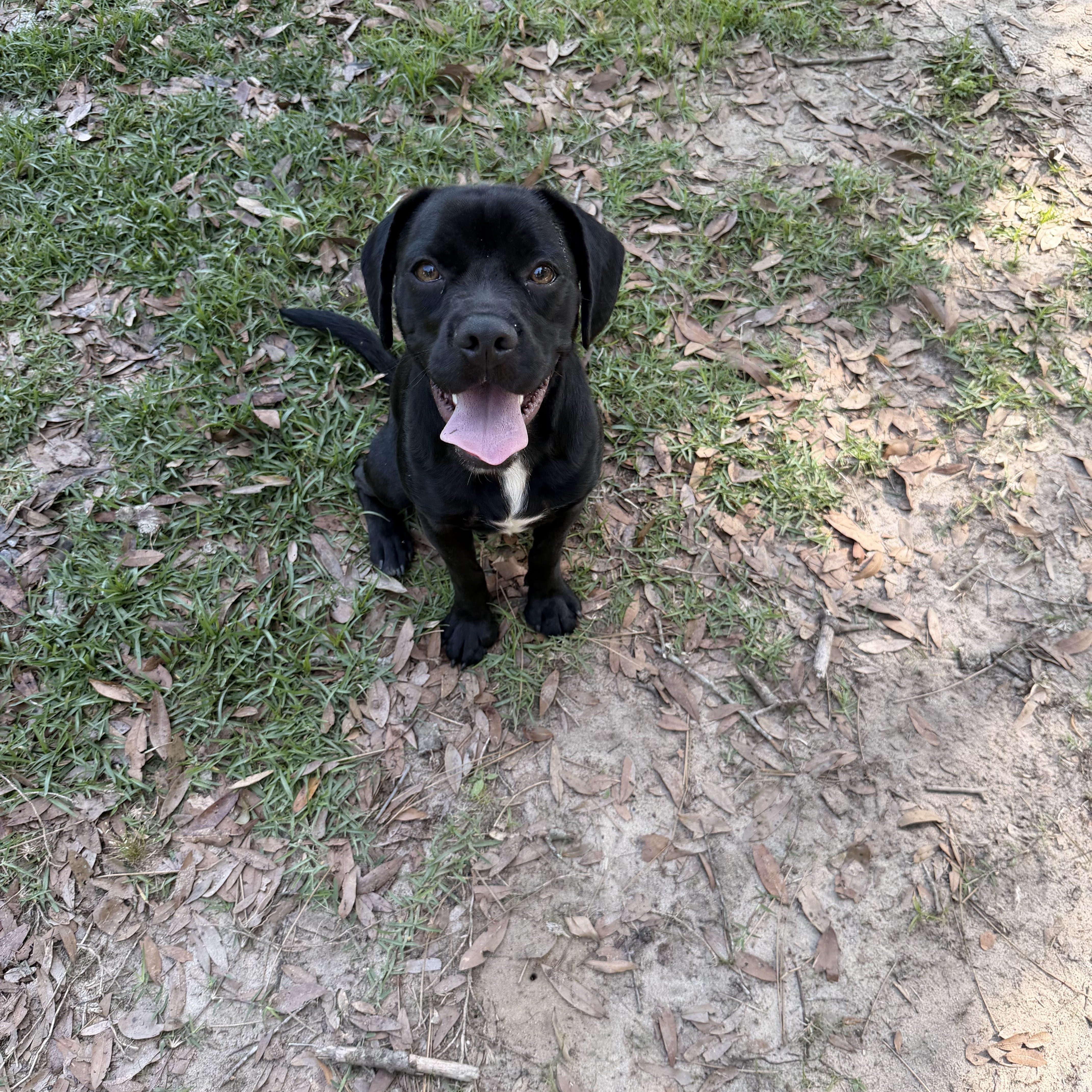 Enlarge Smokey, a ADOPTABLE mixed breed in South Amboy, NJ image 2/5
